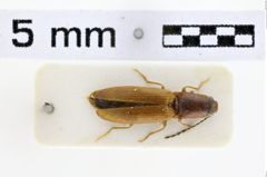 Foto (Dorsalansicht) von Pseudocrepidophorus filicollis (NHMW-ZOO-COL-0010524)